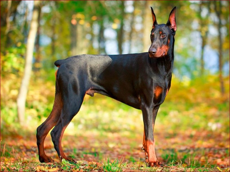 Mądra rasa psów: Odkryj najinteligentniejsze czworonożne towarzyszki