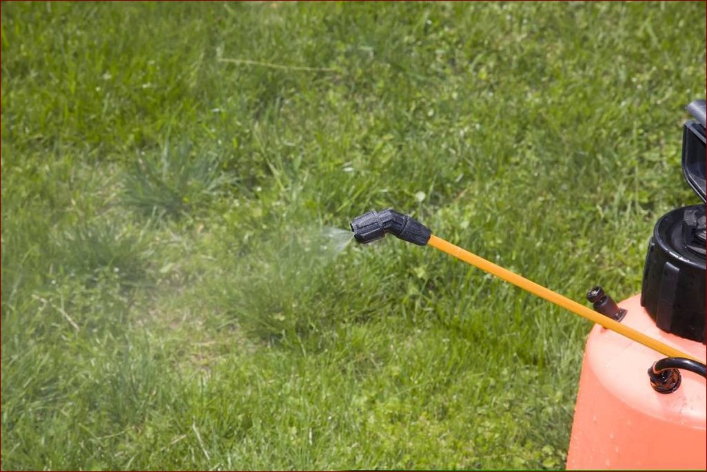 Mech w trawniku? Odkryj domowe sposoby na pozbycie się tego problemu raz na zawsze!