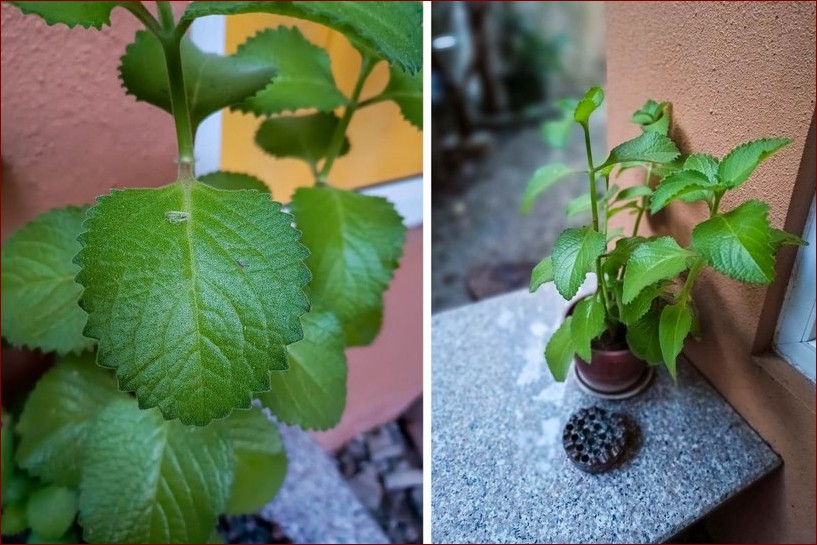 Mięta meksykańska - zastosowanie: Odkryj niezwykły aromat i smak tej egzotycznej rośliny