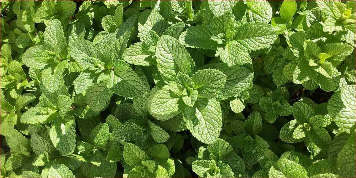 Mięta meksykańska - zastosowanie: Odkryj niezwykły aromat i smak tej egzotycznej rośliny