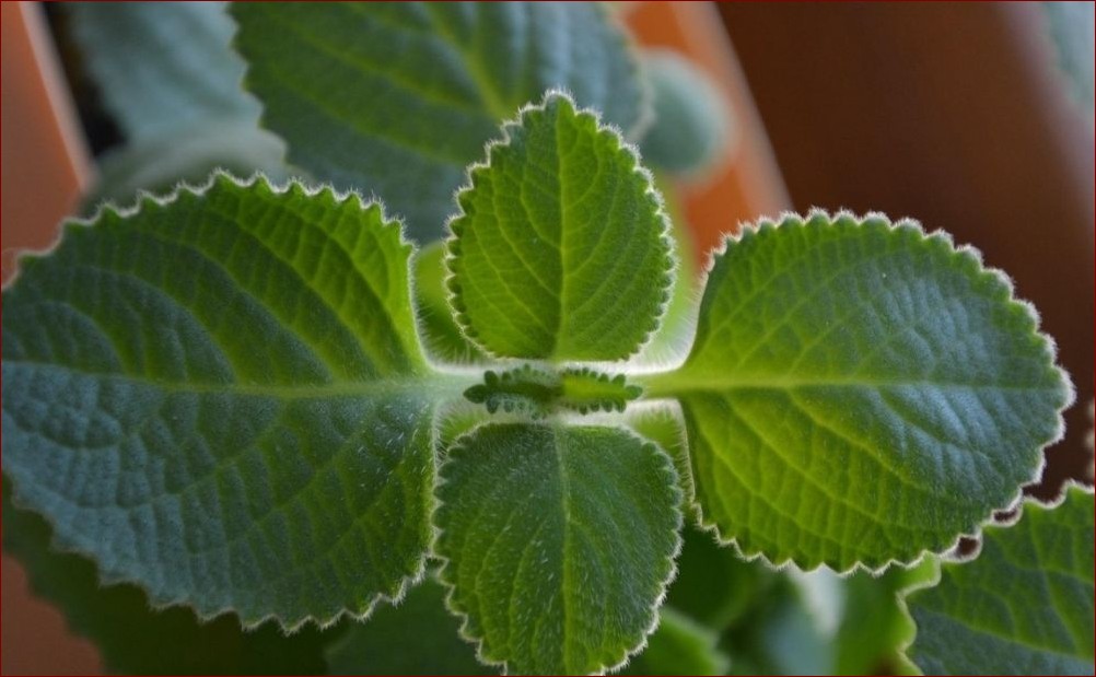 Mięta meksykańska - zastosowanie: Odkryj niezwykły aromat i smak tej egzotycznej rośliny