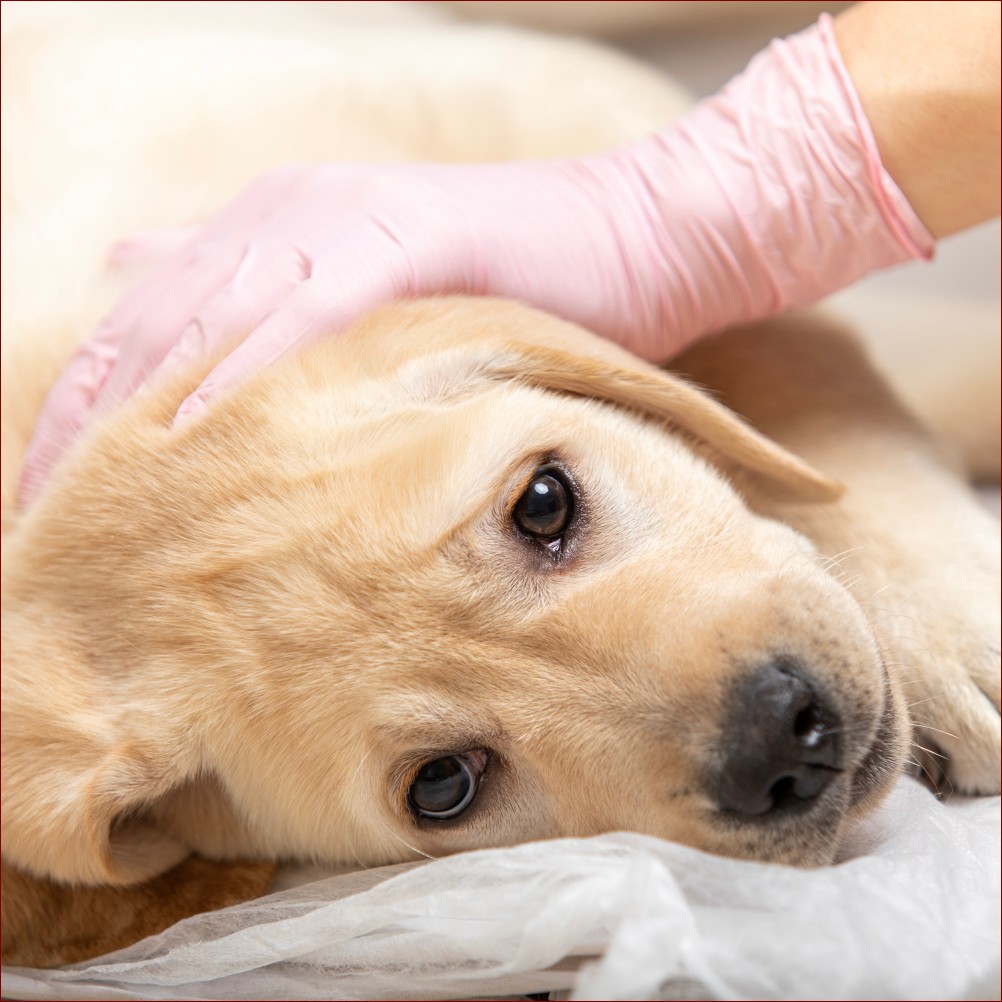 Mokry nos u kota - przyczyny, objawy i kiedy należy się martwić