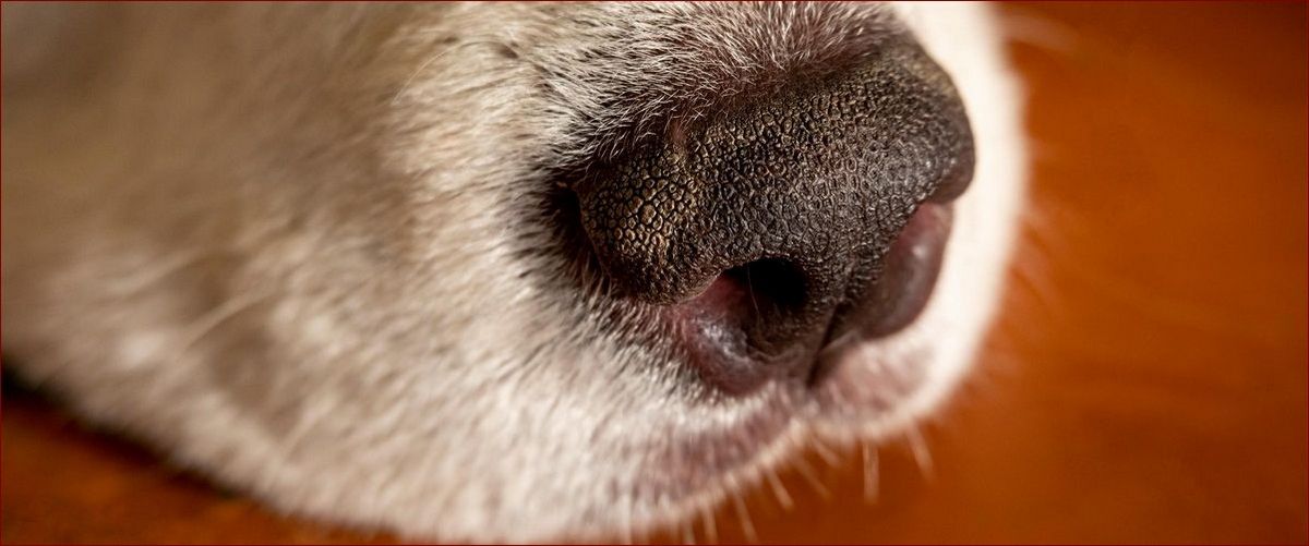 Mokry nos u kota - przyczyny, objawy i kiedy należy się martwić