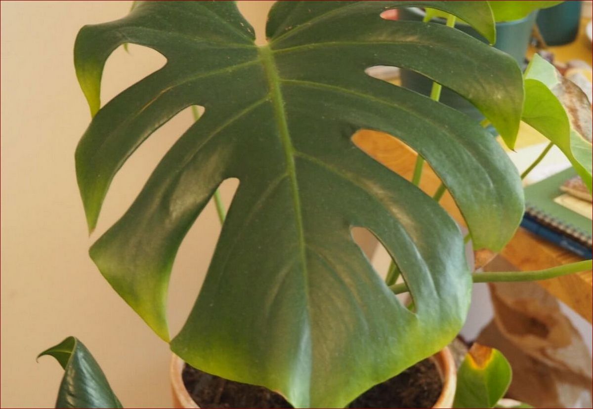 Monstera żółte liście - poznaj przyczyny i skuteczne rozwiązania! () Monstera żółte liście - poznaj przyczyny i skuteczne rozwiązania!