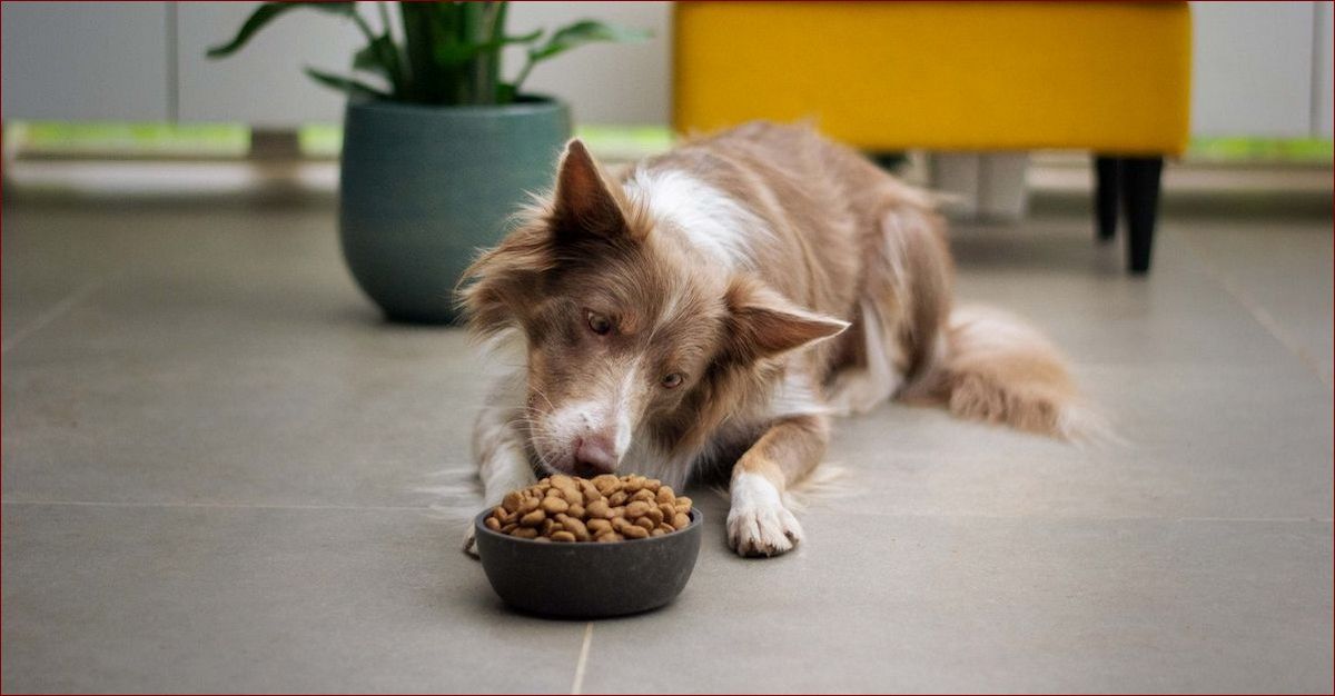 Najlepsza sucha karma dla psa: Sekret długiego życia Twojego pupila
