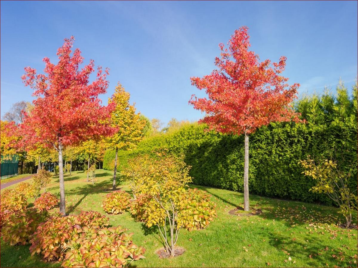 Najpiękniejsze drzewa do małego ogrodu - Sekrety pięknego i funkcjonalnego ogrodzenia
