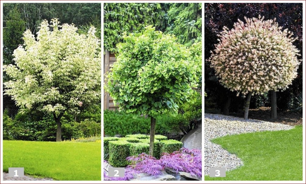 Najpiękniejsze drzewa do małego ogrodu - Sekrety pięknego i funkcjonalnego ogrodzenia