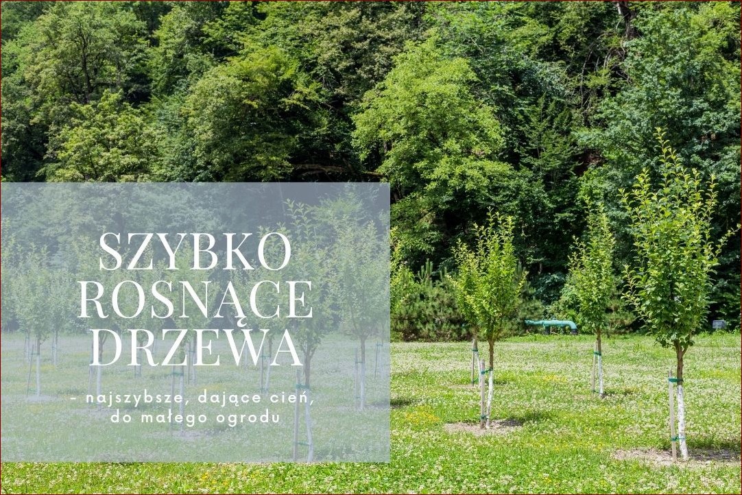 Najpiękniejsze drzewa do małego ogrodu - Sekrety pięknego i funkcjonalnego ogrodzenia