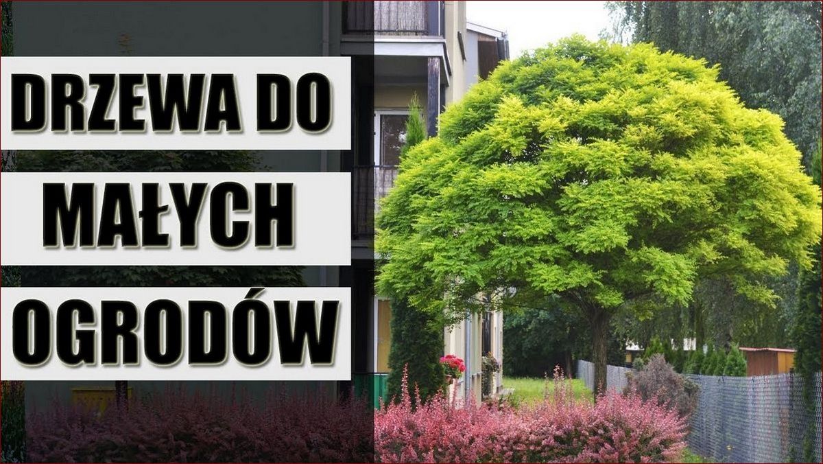 Najpiękniejsze krzewy do ogrodu - TOP 20 wyjątkowych ozdób na lata!
