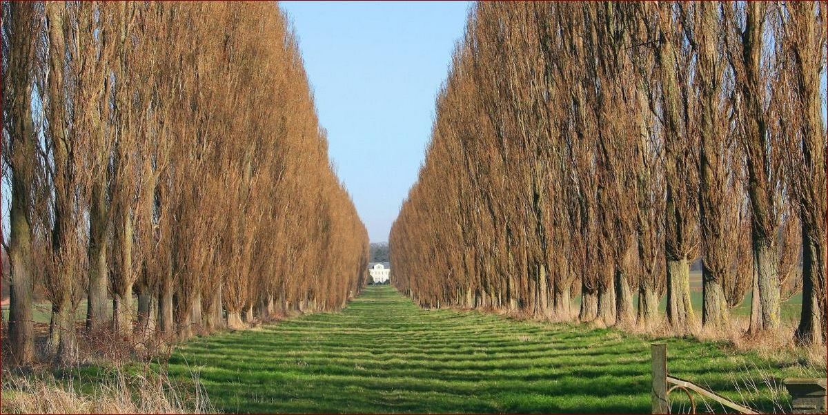 Najszybciej rosnące drzewo na świecie - Niezwykłe gatunki i ich niesamowity wzrost