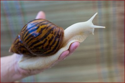 Największy ślimak na świecie: Odkryj fascynującego giganta przyrody Achatina achatina