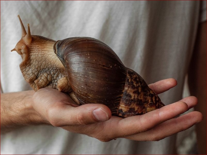 Największy ślimak na świecie: Odkryj fascynującego giganta przyrody Achatina achatina