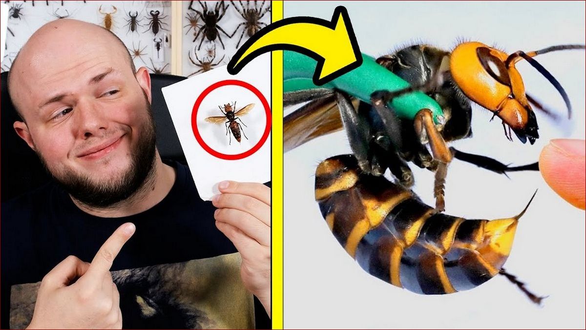 Największy szerszeń na świecie - masywne rozmiary i śmiertelna broń