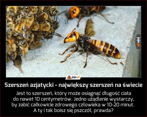 Największy szerszeń na świecie - masywne rozmiary i śmiertelna broń
