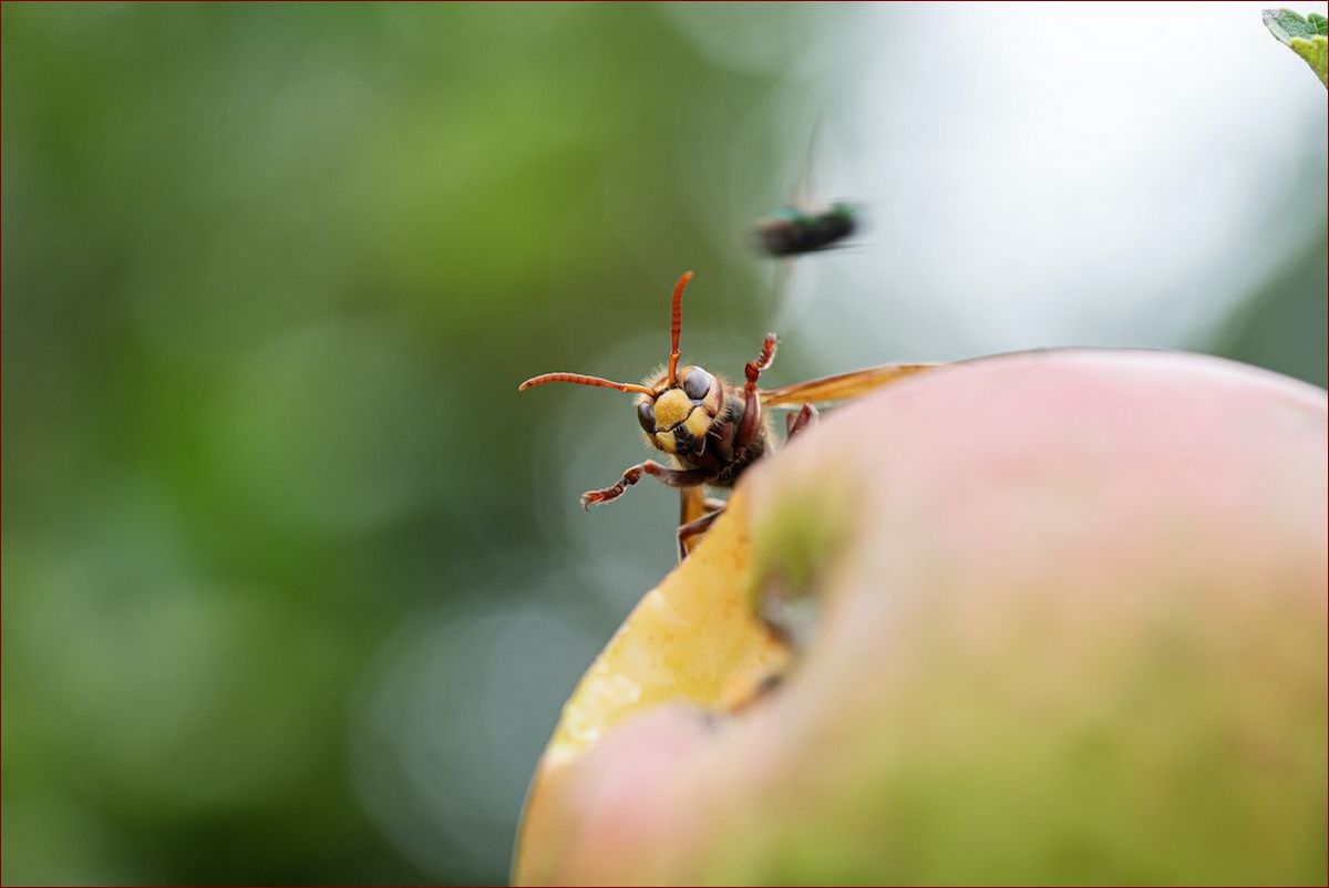Największy szerszeń na świecie - masywne rozmiary i śmiertelna broń
