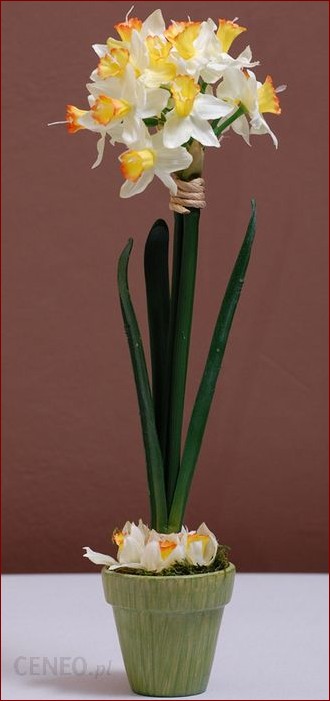 Narcyz w doniczce po przekwitnięciu - kompleksowy przewodnik pielęgnacyjny