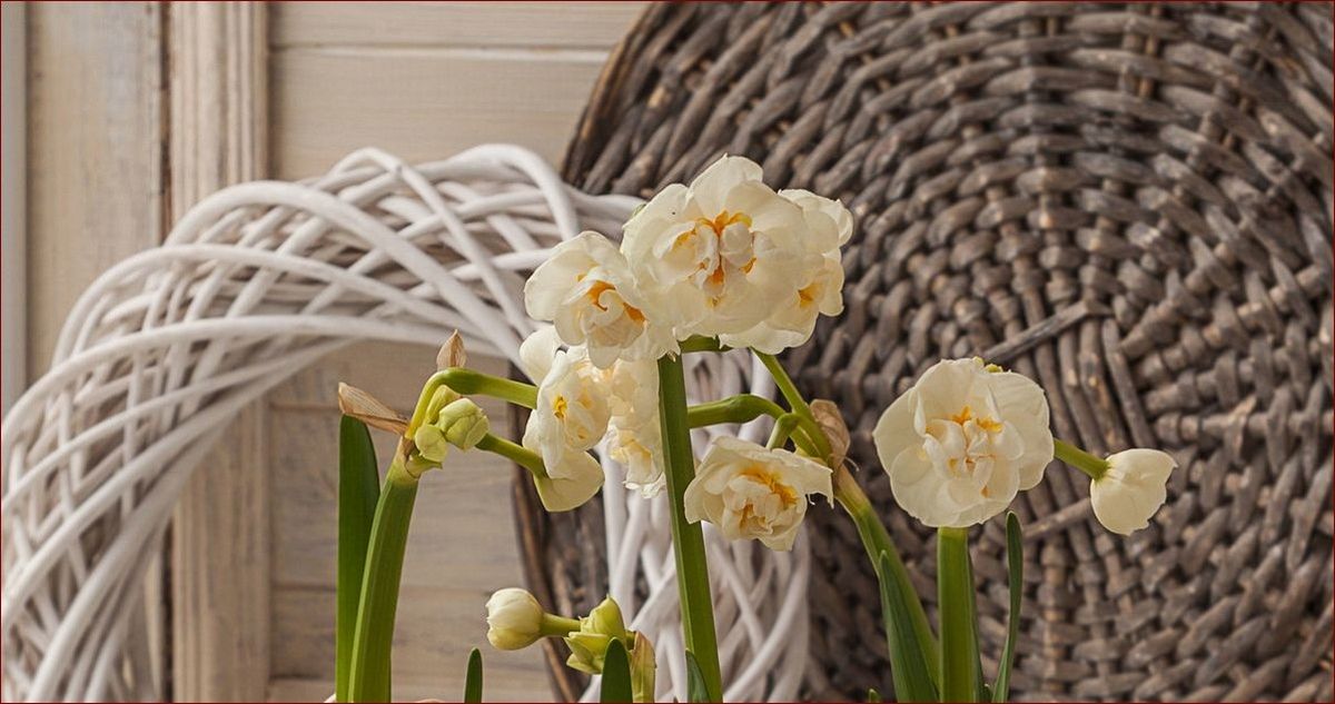 Narcyz w doniczce po przekwitnięciu - kompleksowy przewodnik pielęgnacyjny