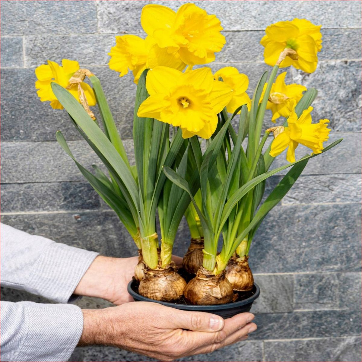 Narcyz w doniczce po przekwitnięciu - kompleksowy przewodnik pielęgnacyjny