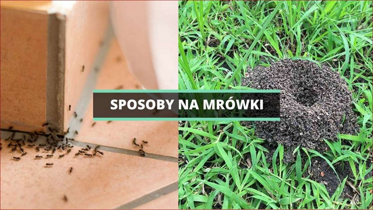 Naturalne sposoby na mrowki - poznaj skuteczne i bezpieczne metody pozbycia się tych insektów