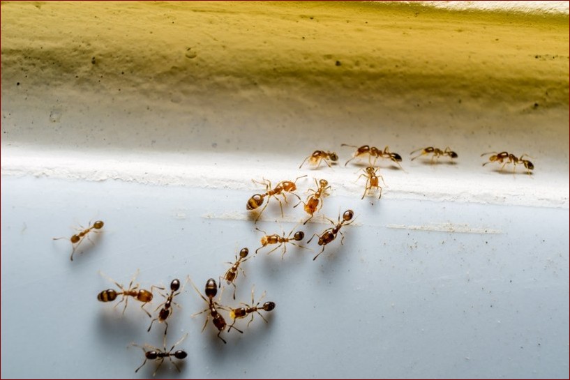 Naturalne sposoby na mrowki - poznaj skuteczne i bezpieczne metody pozbycia się tych insektów