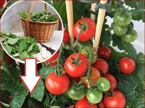 Nawóz z pokrzyw do pomidorów: Odkryj sekret soczystych i smacznych upraw!