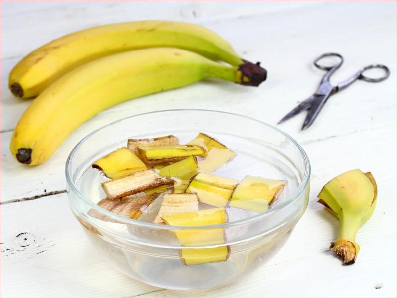 Nawóz ze skórek banana - Sekrety domowego złota dla Twojego ogrodu