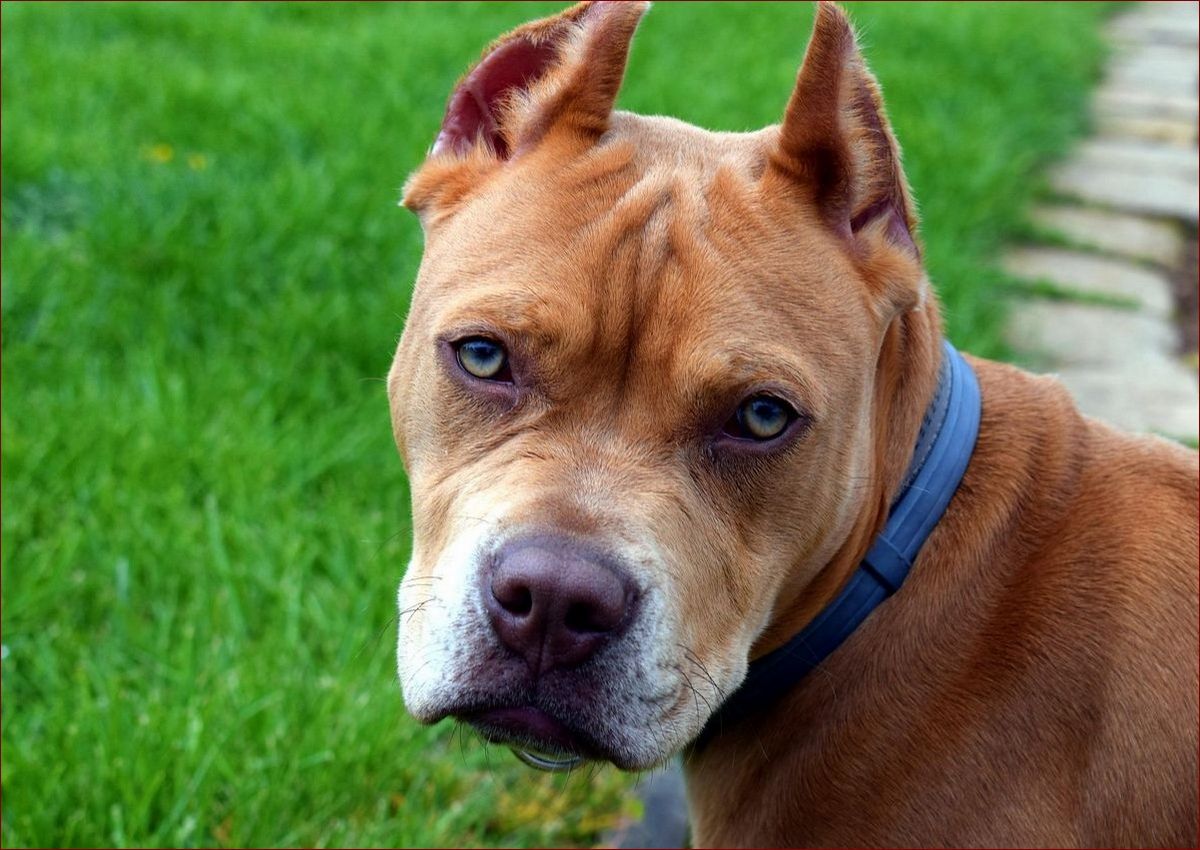 Niebezpieczne rasy psów – poznaj prawdę, zanim zostaniesz pogryziony