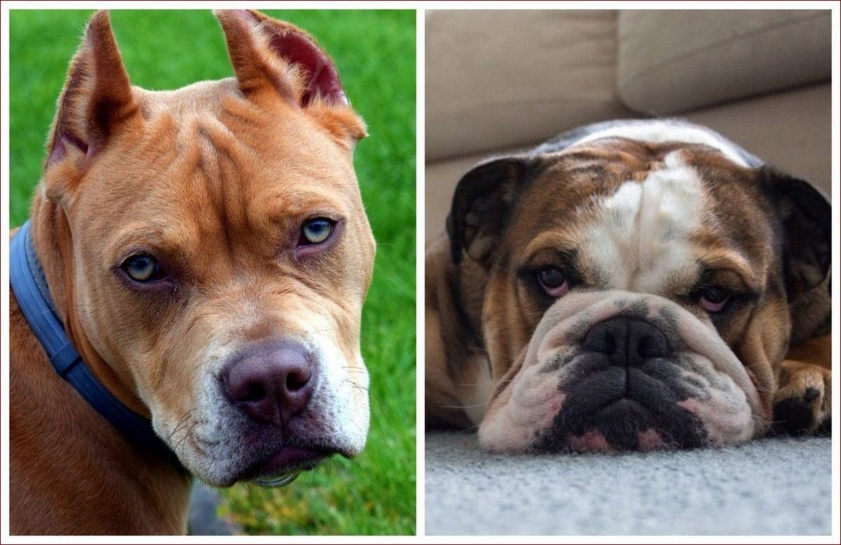 Niebezpieczne rasy psów – poznaj prawdę, zanim zostaniesz pogryziony