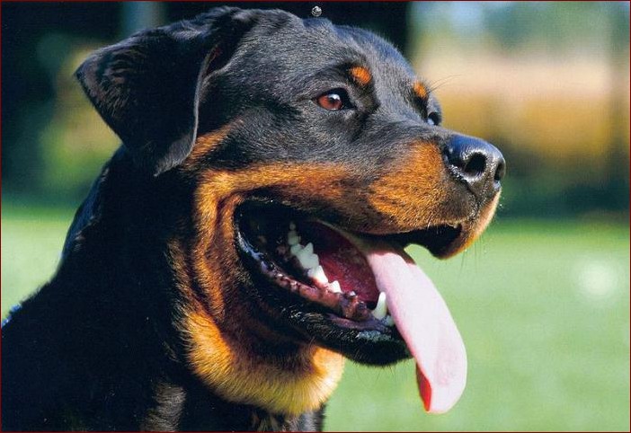 Niebezpieczne rasy psów – poznaj prawdę, zanim zostaniesz pogryziony