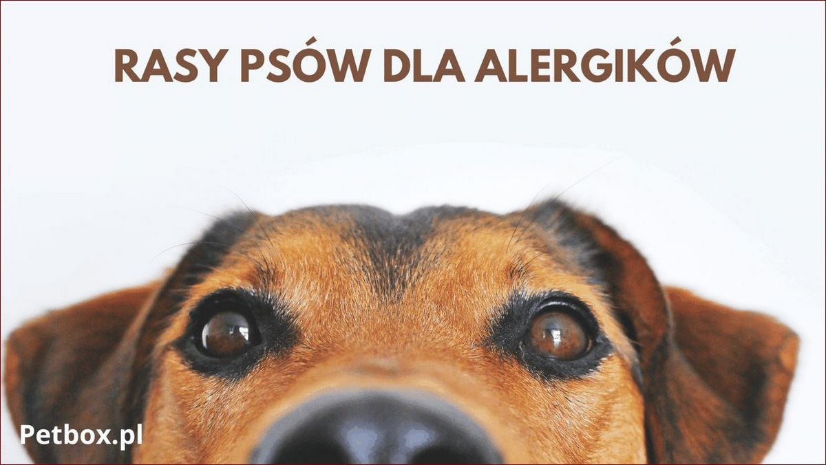 Psy dla alergików - Poznaj rasy, które pozwolą Ci cieszyć się towarzystwem pupila