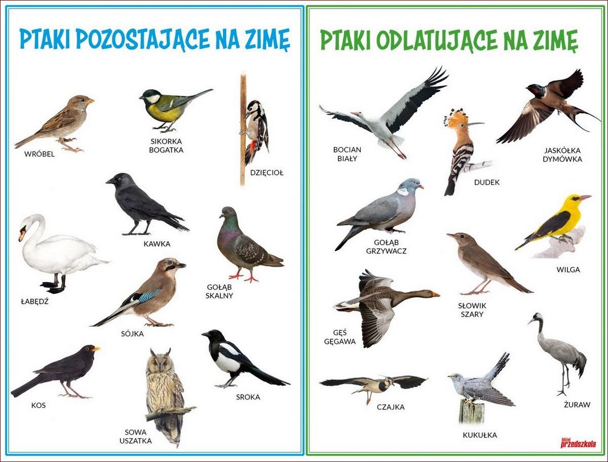 Ptaki odlatujące na zimę - Niesamowita migracja i jej niezwykłe tajemnice