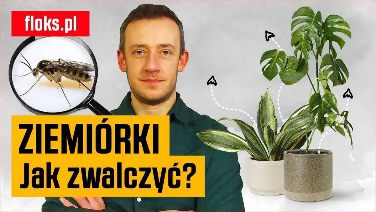 Ziemiórki jak się pozbyć? Skuteczne sposoby na pozbycie się tej uciążliwej rośl