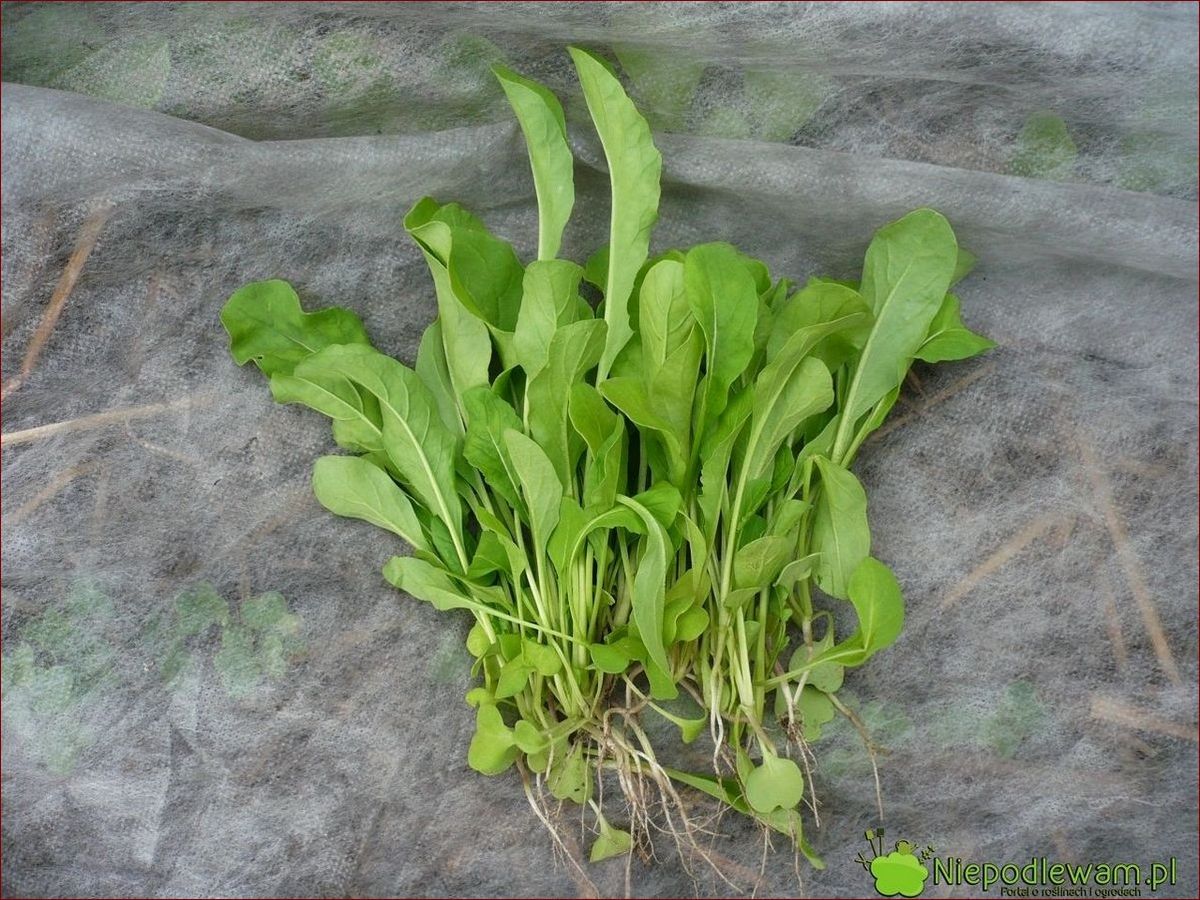 Jak rośnie rukola – sekrety uprawy tego wyjątkowego zioła krok po kroku