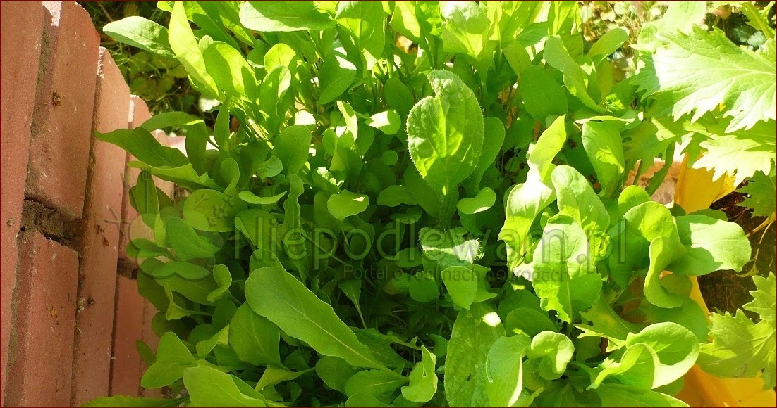 Jak rośnie rukola – sekrety uprawy tego wyjątkowego zioła krok po kroku