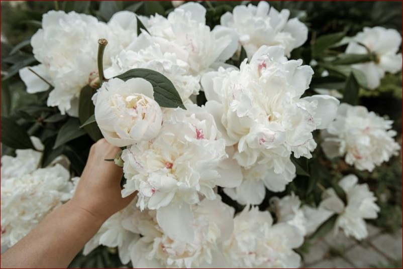 Jak Sadzić Piwonie Krok Po Kroku - Najprostszy Sposób na Oszałamiający Ogród