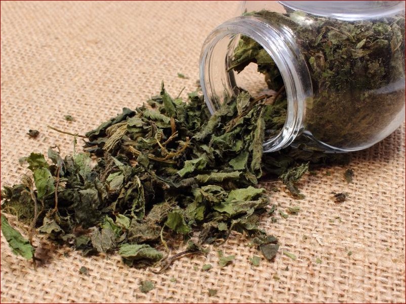 Jak suszyć pokrzywę? Sprawdzone metody i zastosowania suszonych liści
