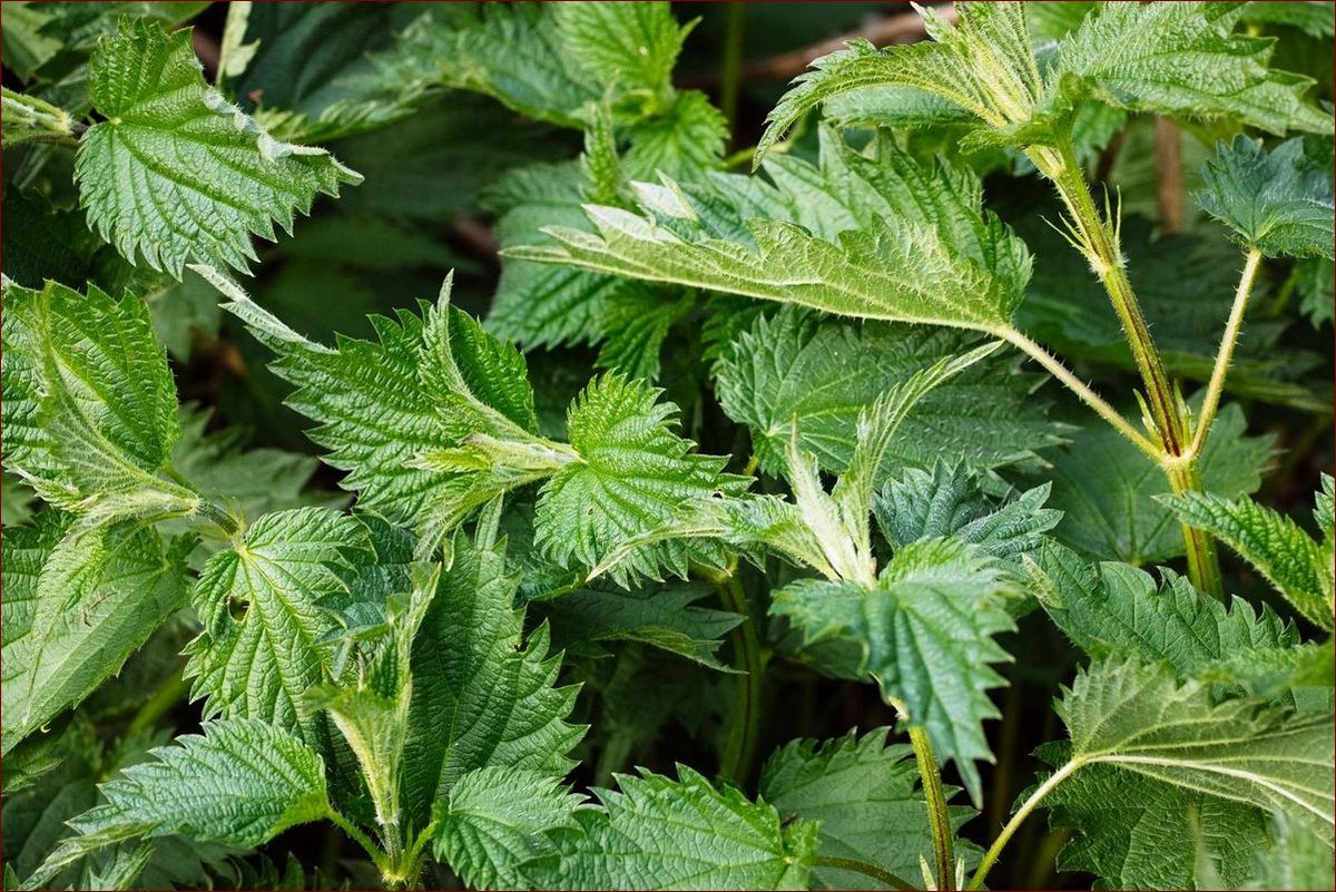 Jak suszyć pokrzywę? Sprawdzone metody i zastosowania suszonych liści