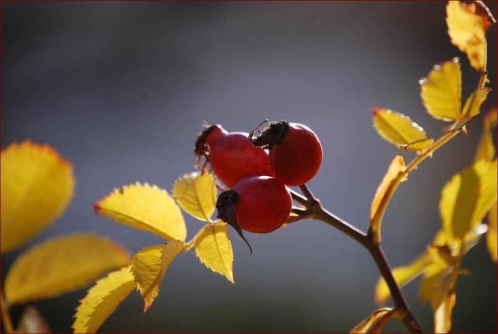 Jak suszymy dziką różę? Odkryj sekret utrwalania piękna i aromatu natury