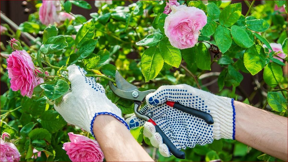 Jak suszymy dziką różę? Odkryj sekret utrwalania piękna i aromatu natury