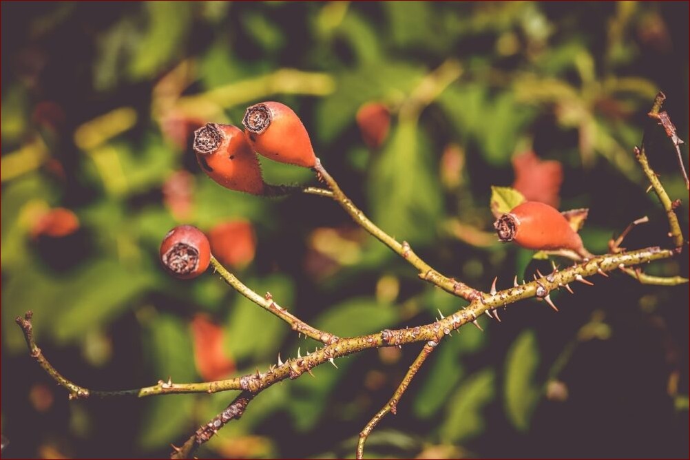 Jak suszymy dziką różę? Odkryj sekret utrwalania piękna i aromatu natury