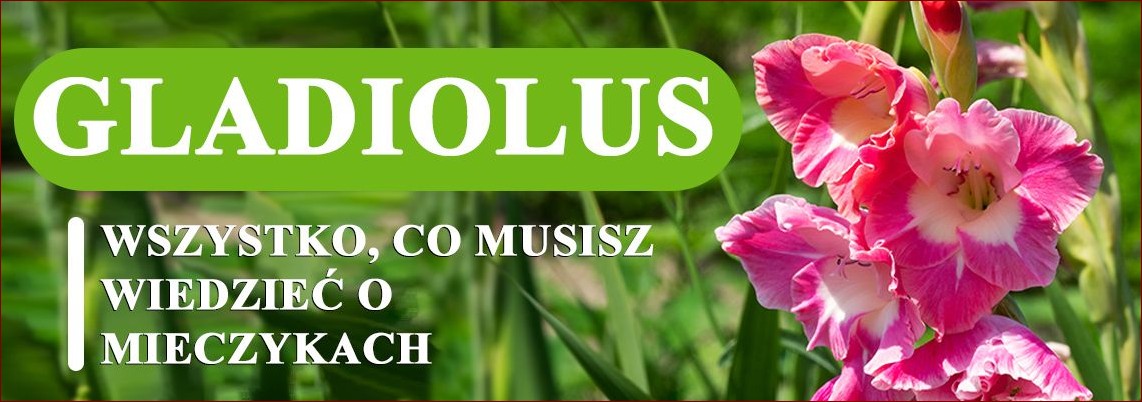 Jak wygląda mieczyk? Wszystko, co musisz wiedzieć o tych pięknych kwiatach () Jak wygląda mieczyk? Wszystko, co musisz wiedzieć o tych pięknych kwiatach