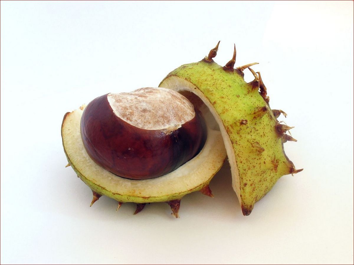 Kasztan w domu - naturalne piękno z nutką tradycji i magii