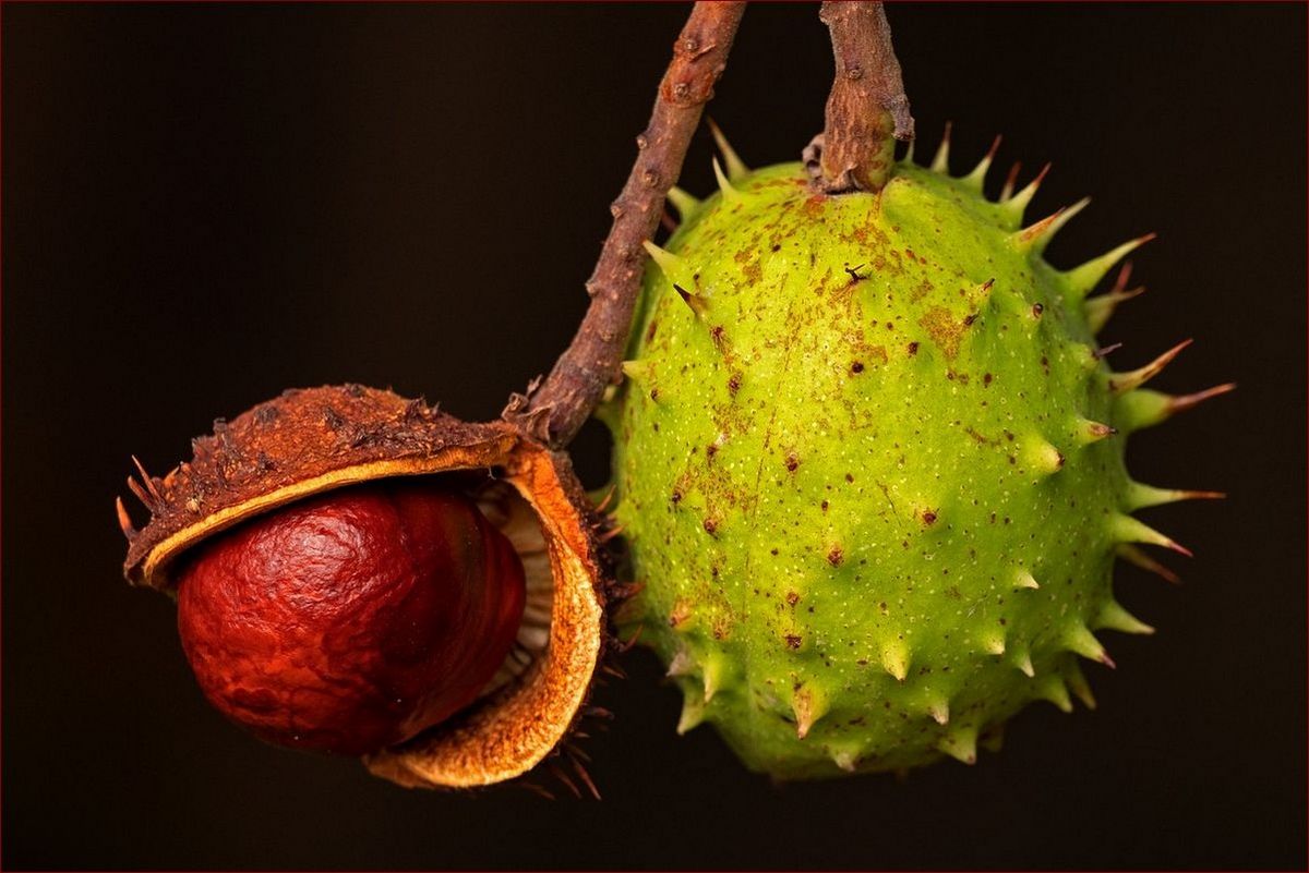 Kasztan w domu - naturalne piękno z nutką tradycji i magii