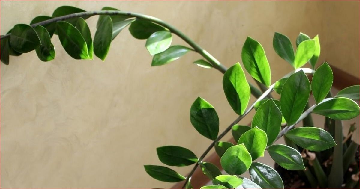 Kwiat gardenii w domu – Tajemnica egzotycznej rośliny o niezwykłym aromacie
