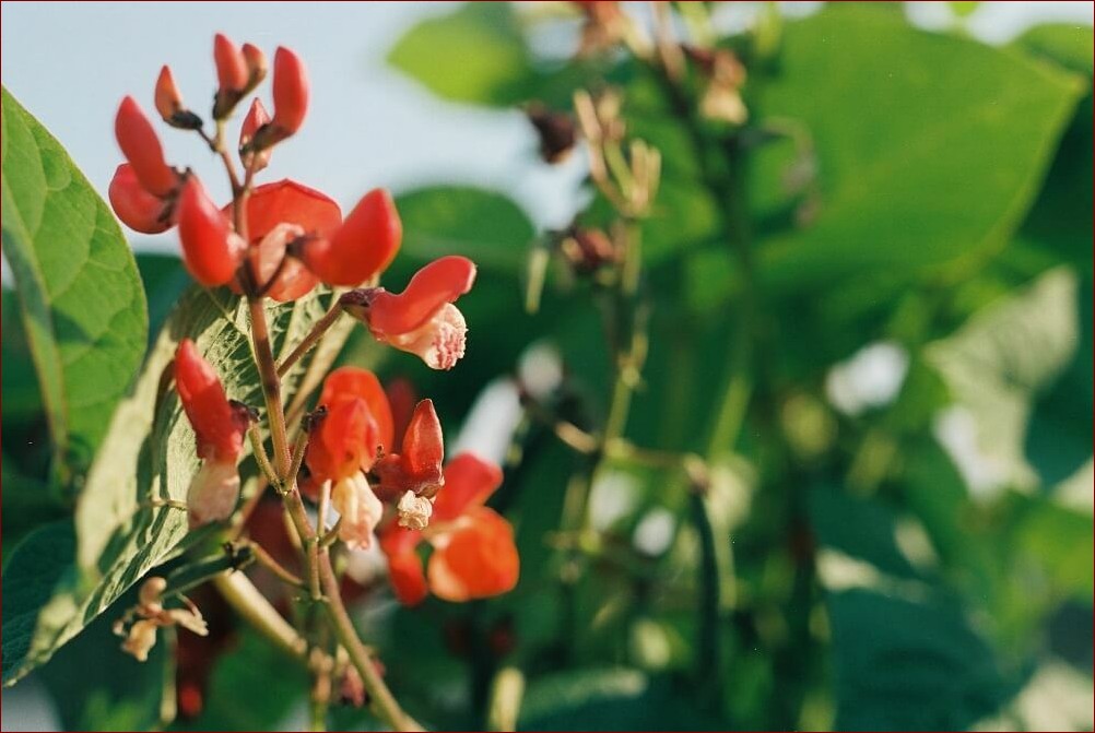 Kwiat Santa Villa – Niezwykła Roślina Ozdobna do Twojego Ogrodu