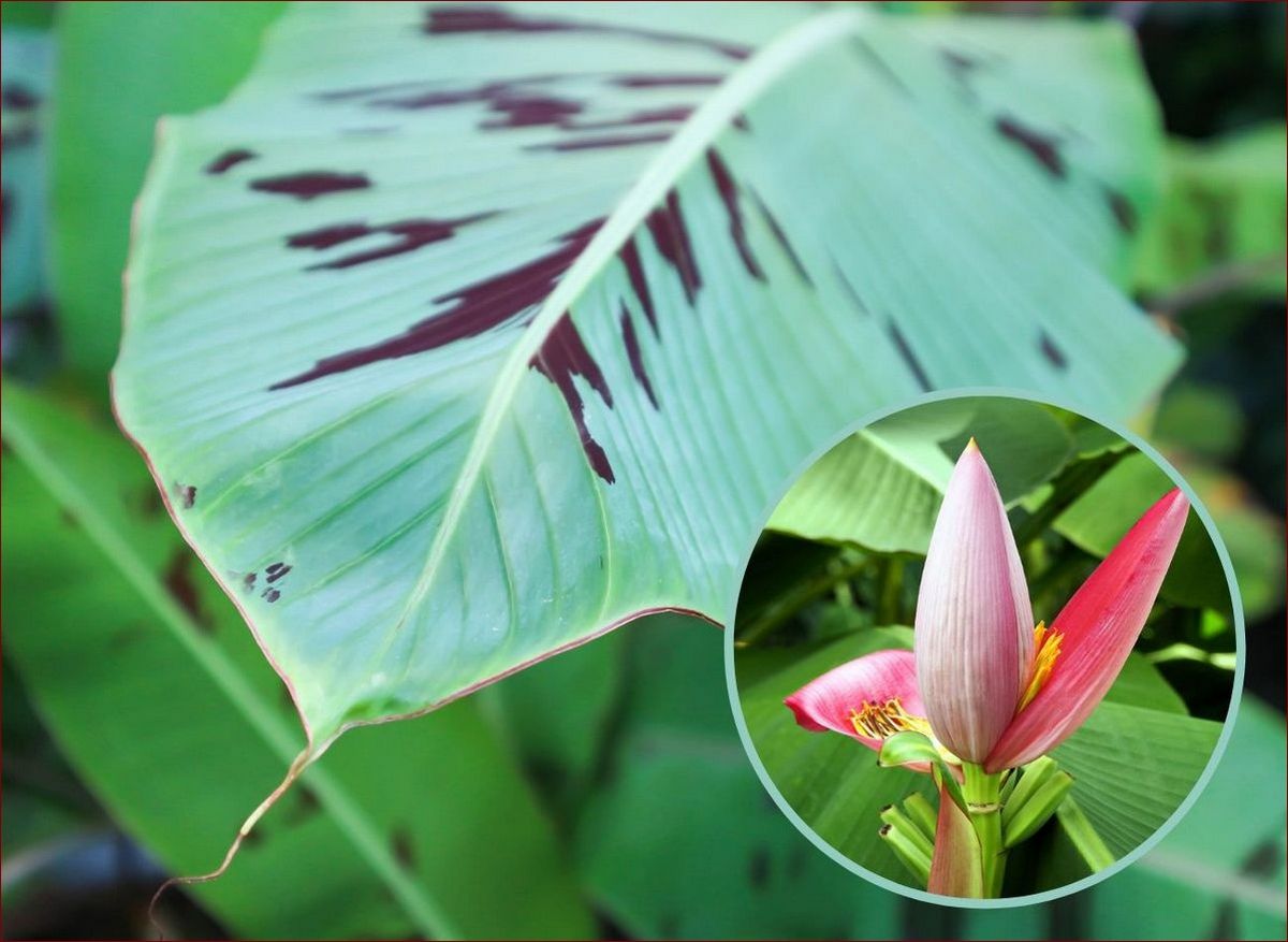 Kwiat Santa Villa – Niezwykła Roślina Ozdobna do Twojego Ogrodu