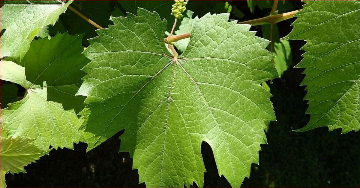 Kwiat Santa Villa – Niezwykła Roślina Ozdobna do Twojego Ogrodu