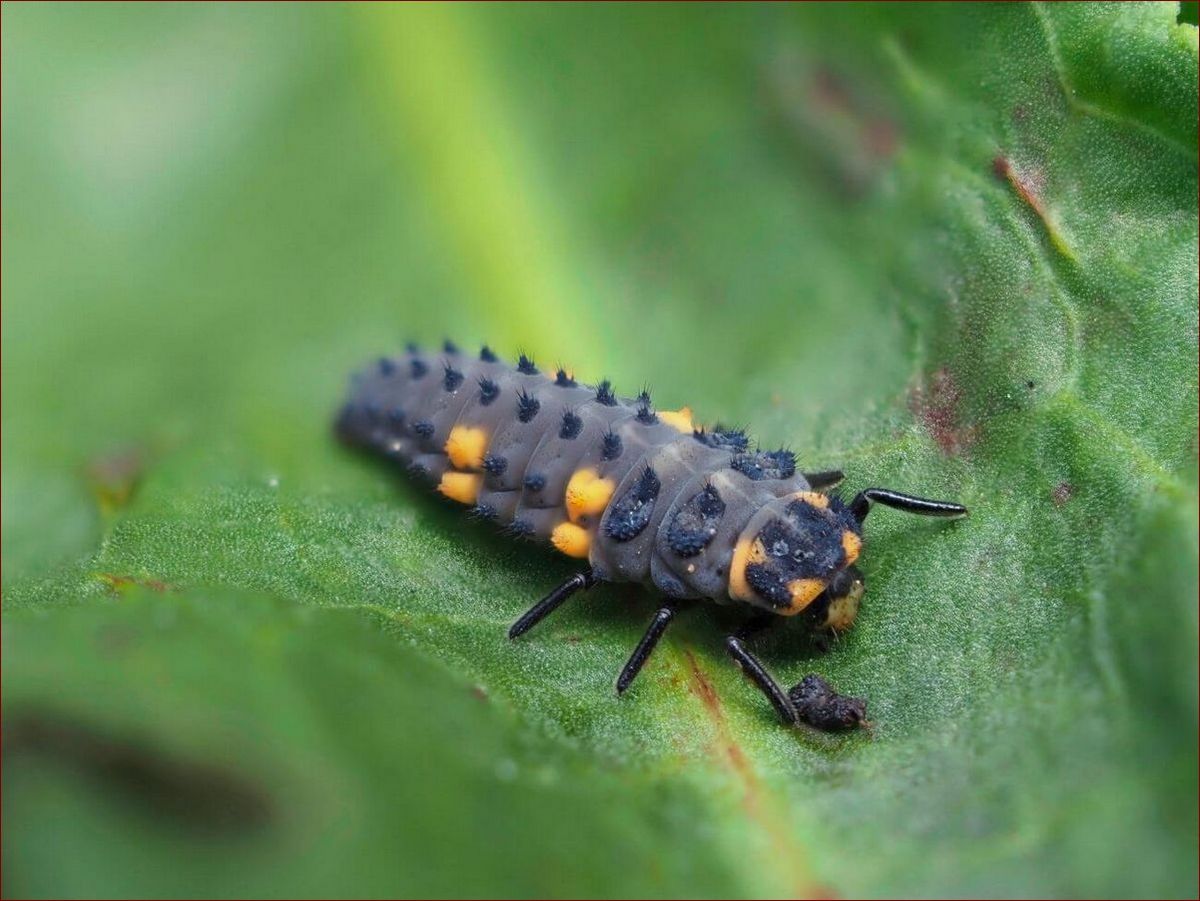 Larwa ćmy w domu: Odkryj, jak ocalić garderoby przed cichym wrogiem!