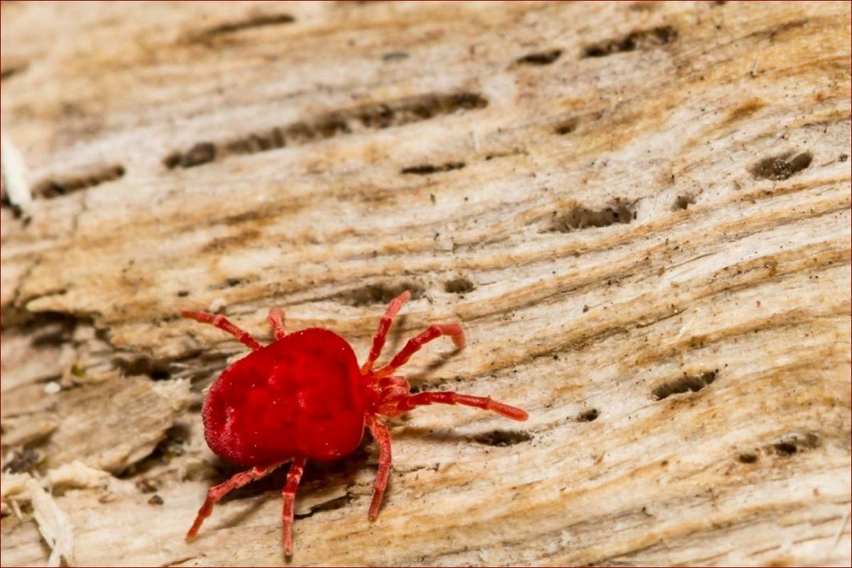 Małe robaczki w domu - jak się ich skutecznie pozbyć? Poznaj 10 domowych sposobów!