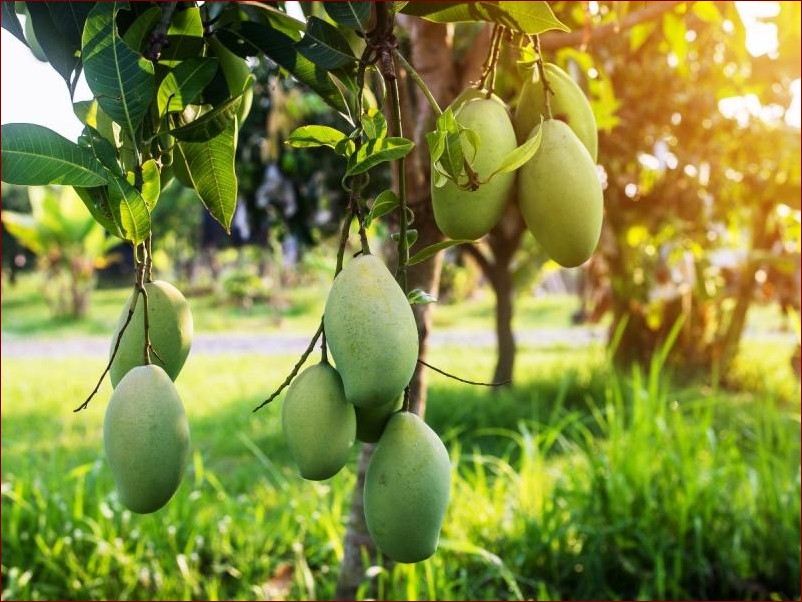 Mango z pestki - Prosta metoda na wyhodowanie słodkich owoców w domu
